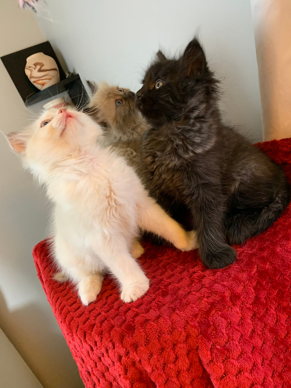 Thumbnail: Precious P !