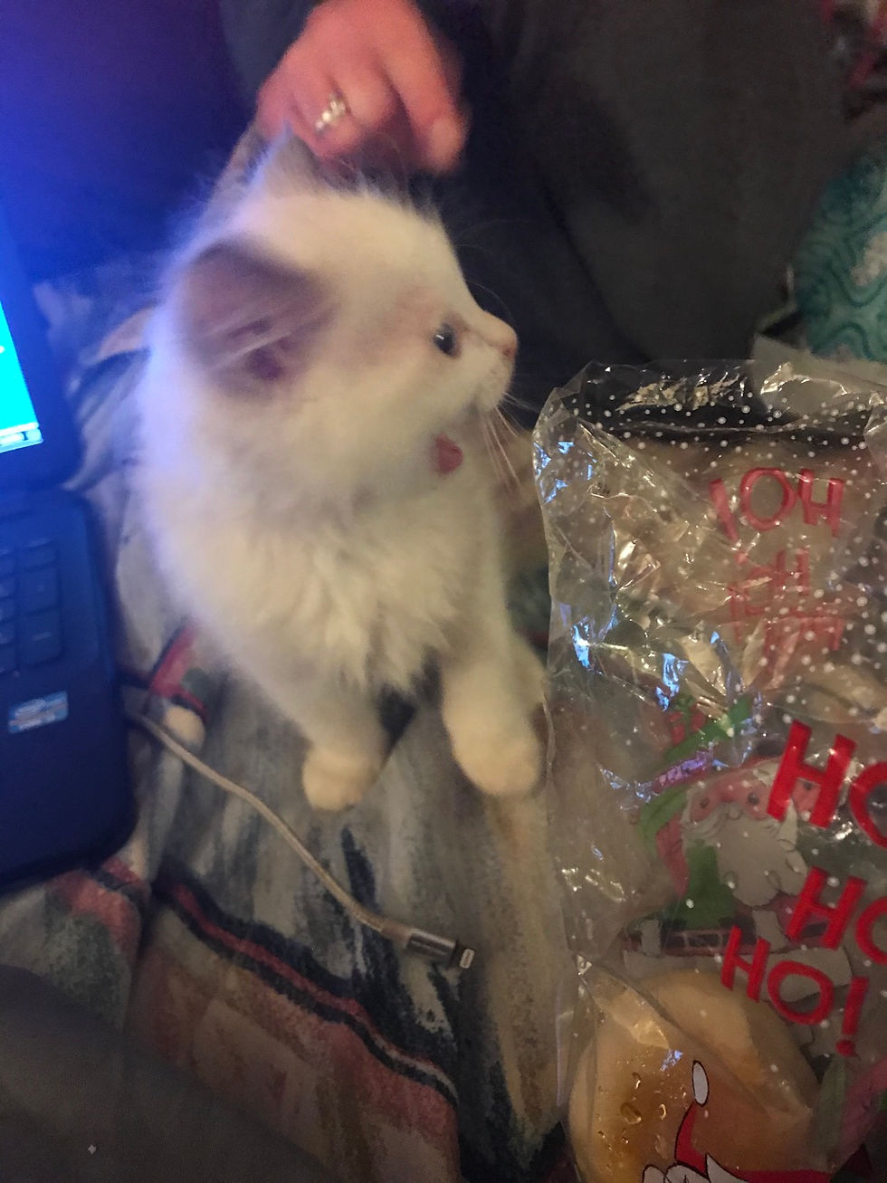 Thumbnail: Precious Princess kittens