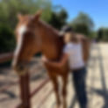 woman with horse doing equine assisted coaching