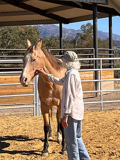 woman with horse doing equine therapy