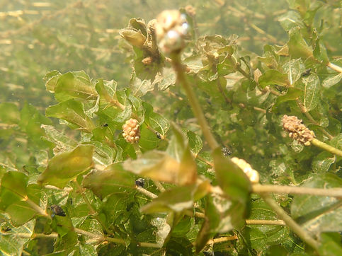 P.perfoliatus.Brandywine.flowering.JPG