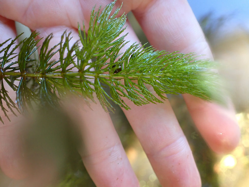 SAV 101: Identification Basics and Using iNaturalist