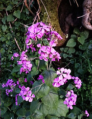 Fleur du jardin 1.jpg