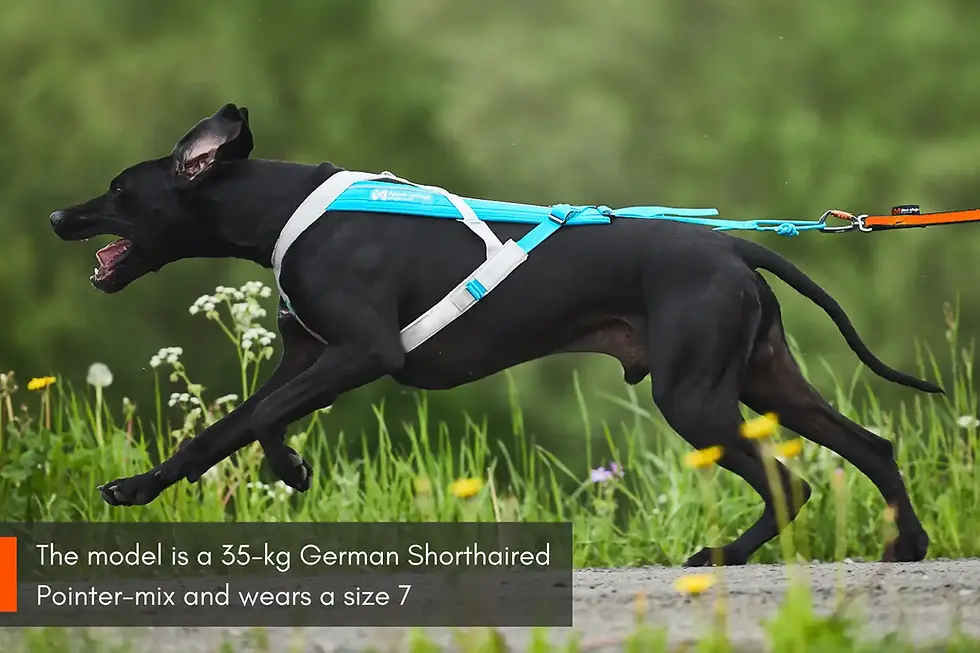 Thumbnail: Freemotion Harness 5.0 from Non-Stop