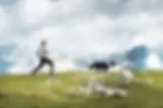 Woman running with dog while wearing Non-stop Canix belt