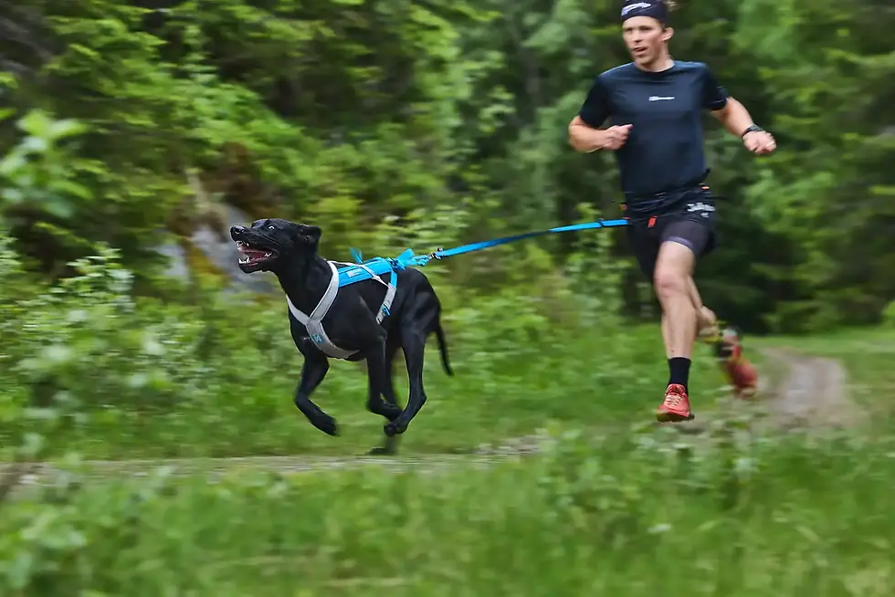Thumbnail: Extra High Quality Bungee Leash from Non-Stop