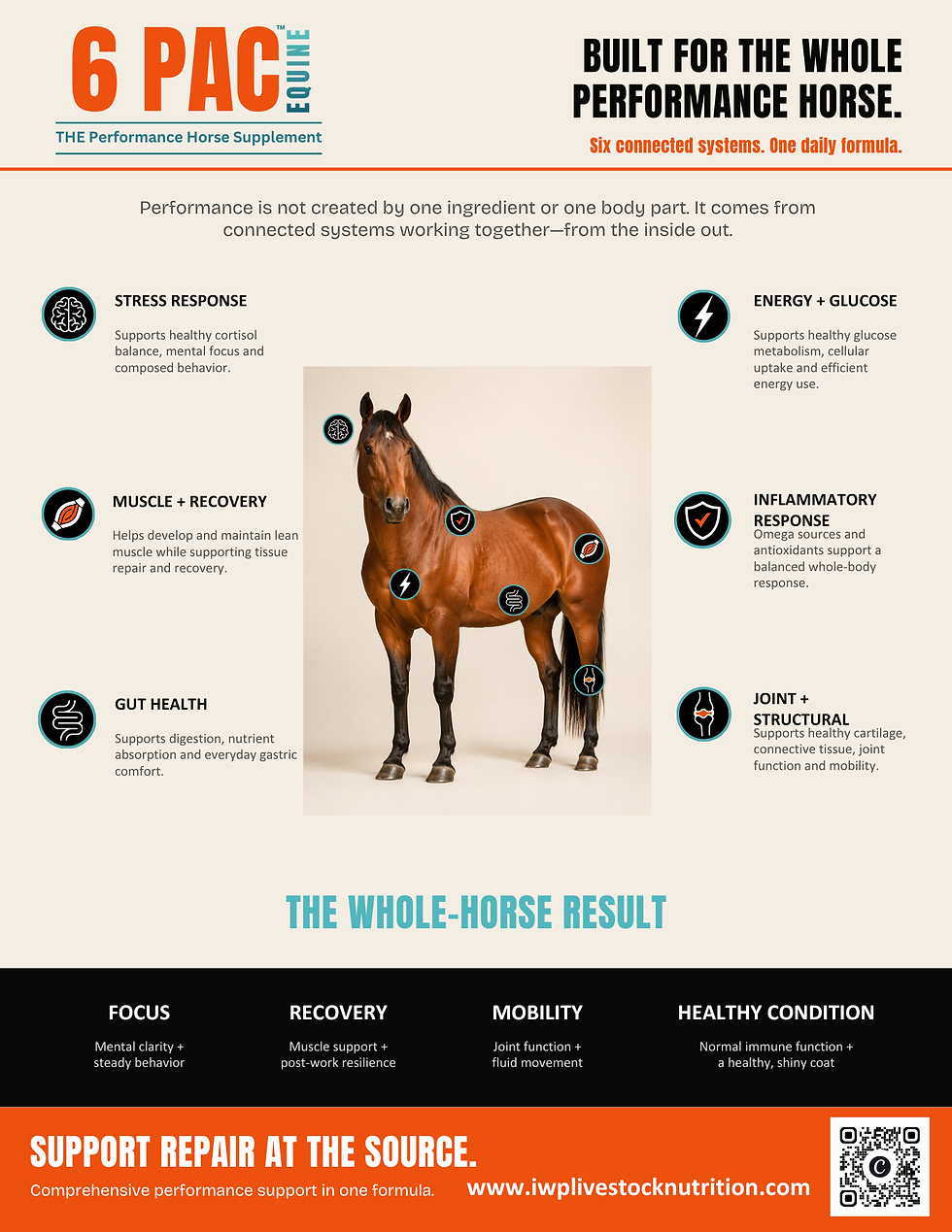 Thumbnail: 6 PAC Equine