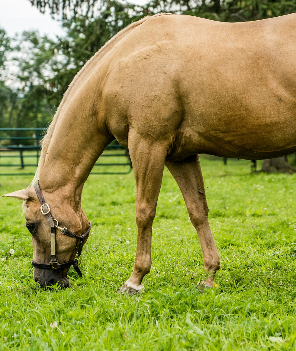Close-up view of a horse grazing on fresh green pasture