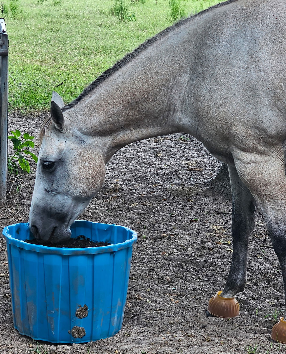 A horse licking Gut Fuel Equine lick tub.