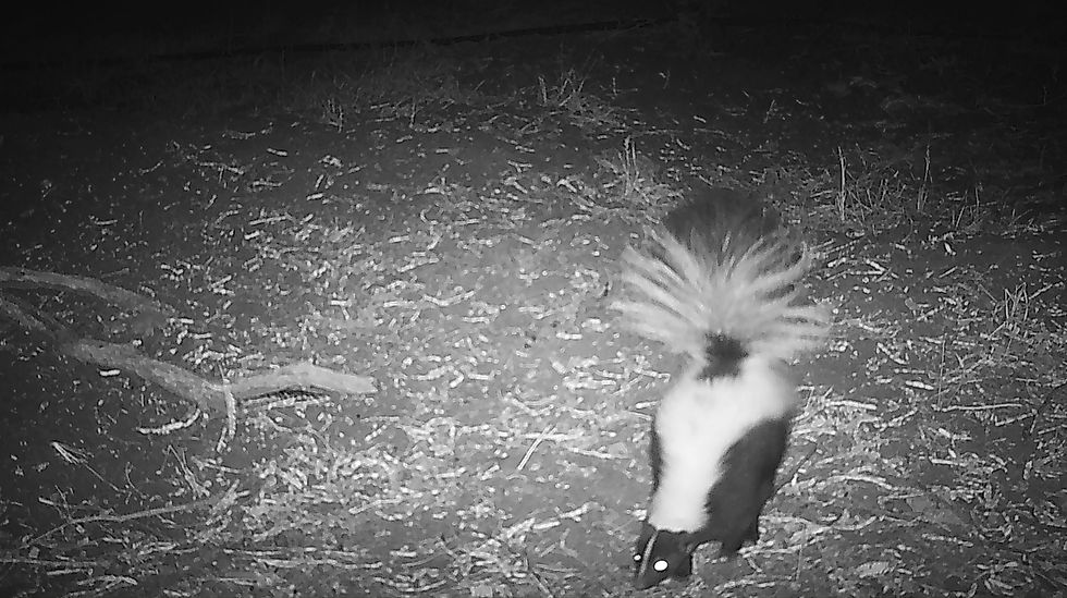 Striped skunk (Mephitis mephitis) at Jaguar Pond.