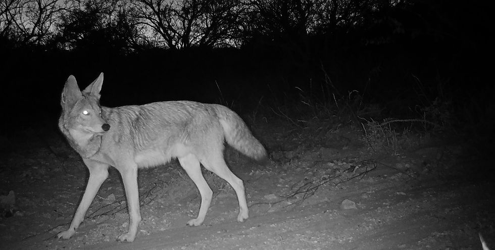 American Badgers and Coyotes - an unlikely friendship