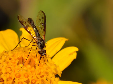 A boon for bee flies at Borderlands Nursery & Seed