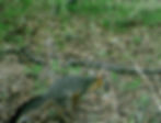 Gray fox scating at the BWP.