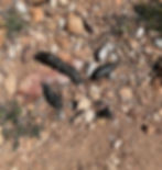 Wild animal diets can cause considerable size, shape, and color variations.