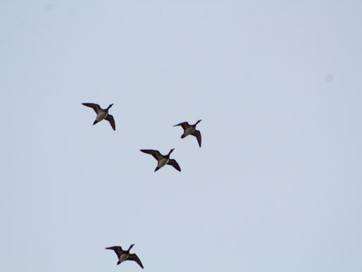 El uso del lenguaje de señas en la observación de aves fomenta la inclusión en el CURSO DE CAMPO EN ZONAS FRONTERIZAS