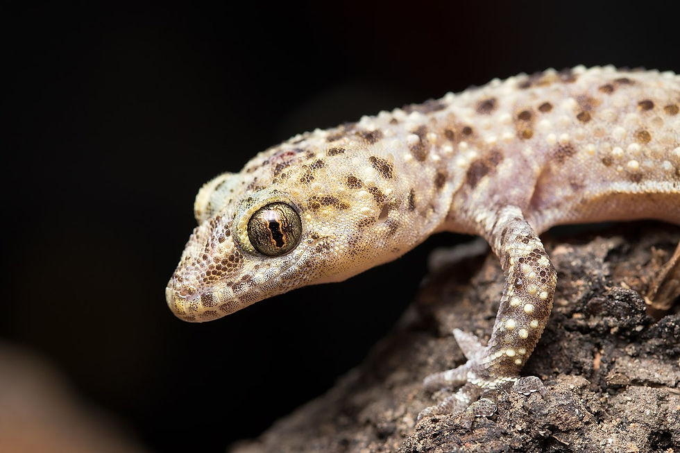 Mediterranean House Gecko. Photo: Konstantinos Kalaentzis, CC BY-SA 4.0, via Wikimedia Commons.