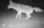 Cameras at the BWP often capture animals relieving themselves, like this coyote.