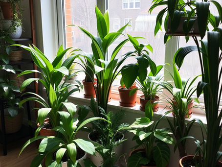 Houseplant Care 101: How to Not Kill Your New Roommate