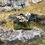Thumbnail: MP19 Prospector come Miner with pack mule