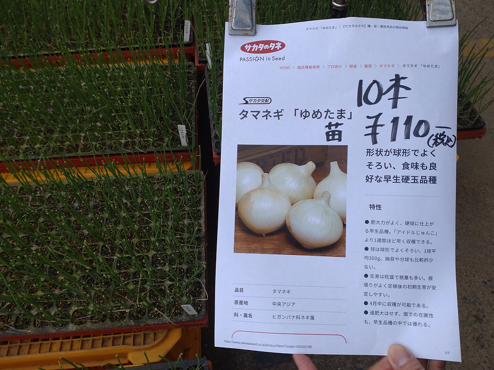 玉ねぎ苗のセルトレー販売