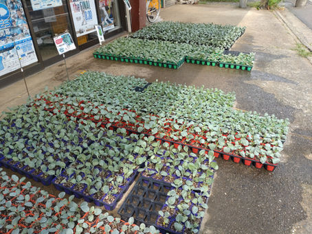 秋の野菜苗の販売始めました！