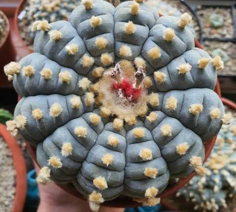 Lophophora williamsii var. Menchaca x30 Fresh Seeds