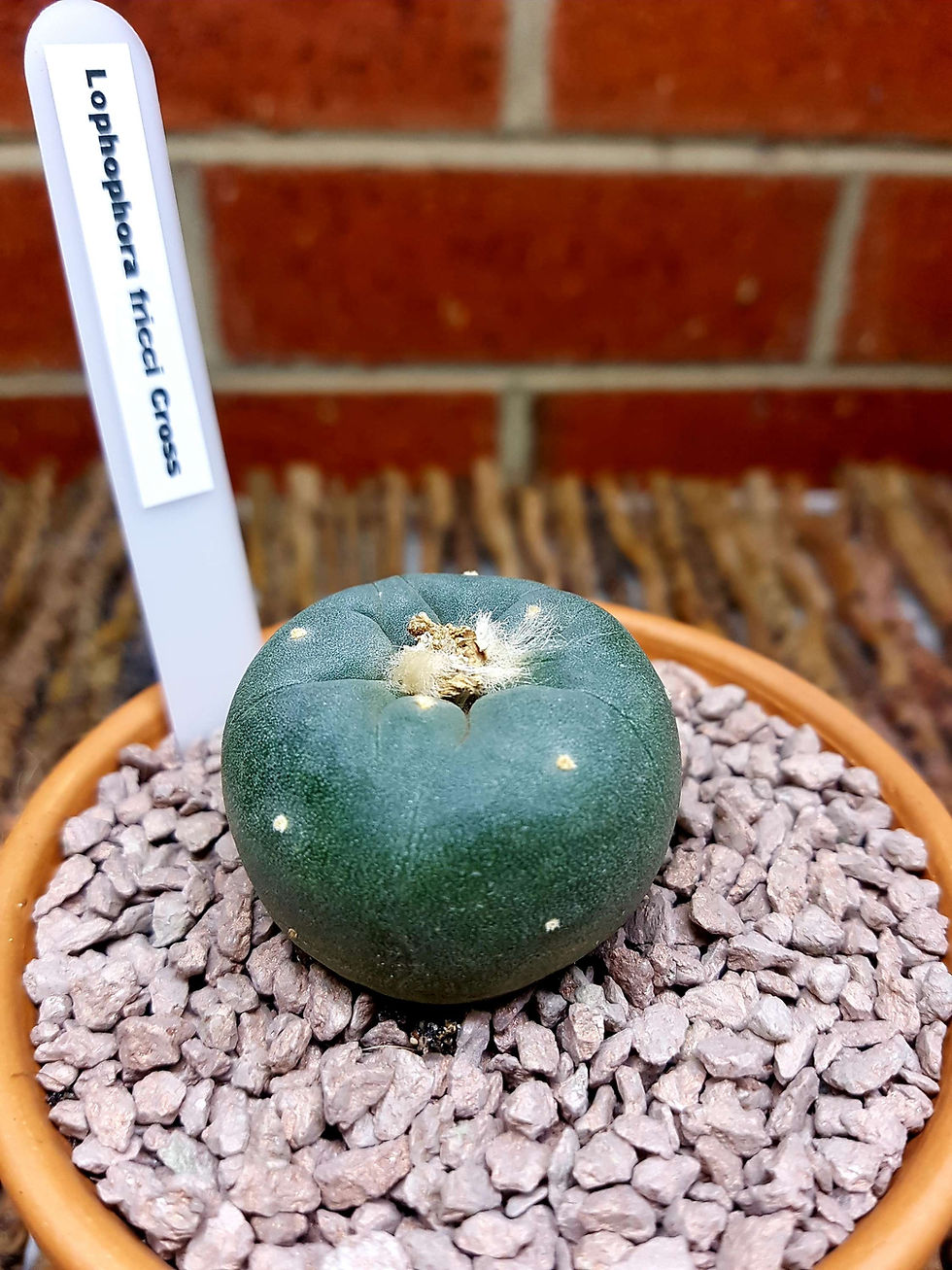 Thumbnail: Lophophora fricci Cross Cactus Approx 40mm