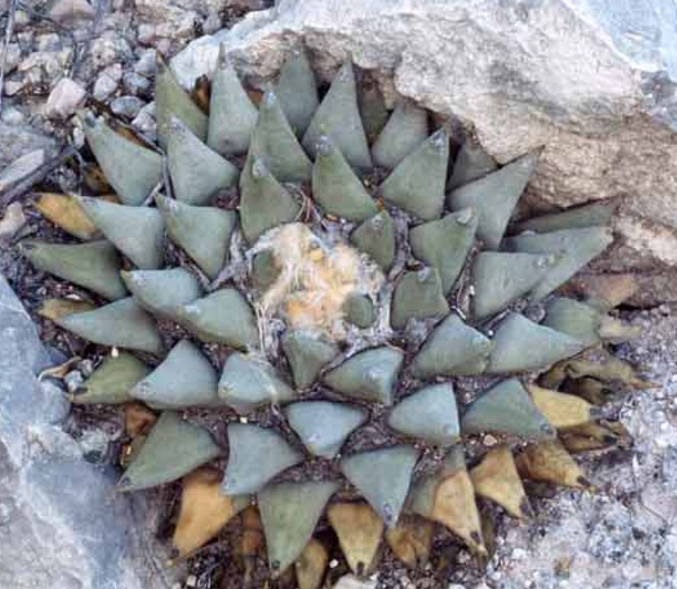 Thumbnail: Ariocarpus retusus var Las Tablas (Living Rock cactus) 20 Fresh Seeds