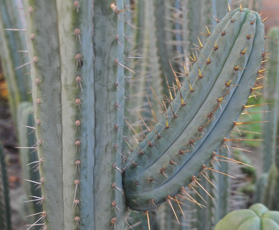 Trichocereus peruvianus (Peruvian Torch Cactus) x50 Fresh Seeds