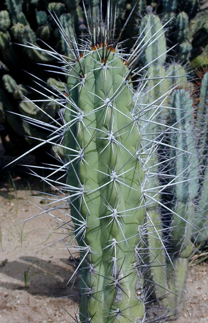 Stetsonia coryne (Toothpick Cactus) x30 Fresh Seeds