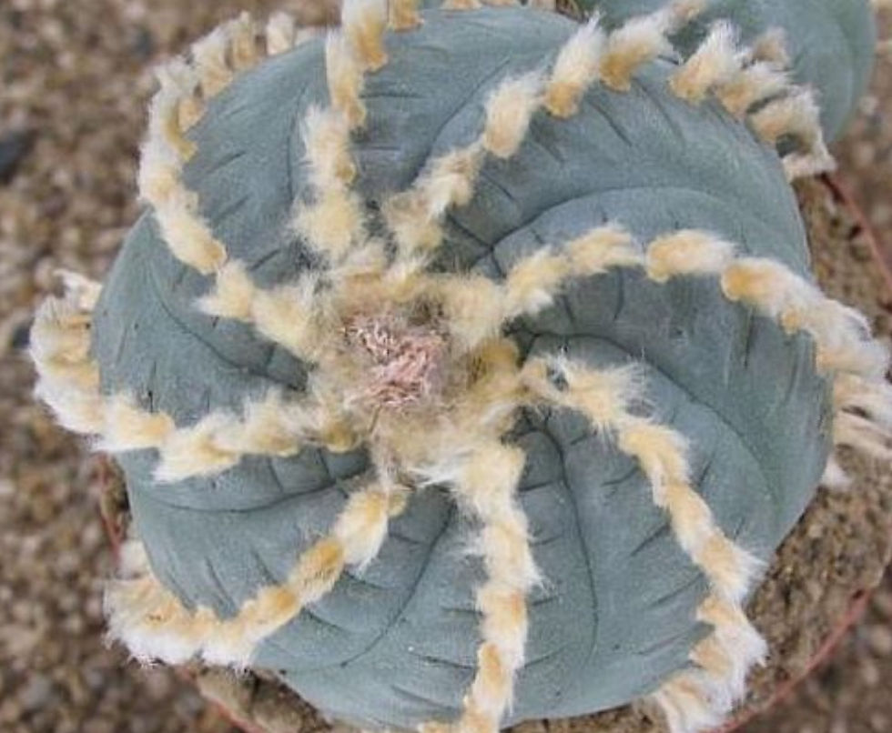 Lophophora williamsii var. Huizache x30 Fresh Seeds