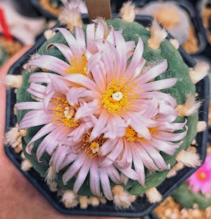 Lophophora koehresii var. San Francisco x30 Fresh Seeds | Oz Cactus Garden
