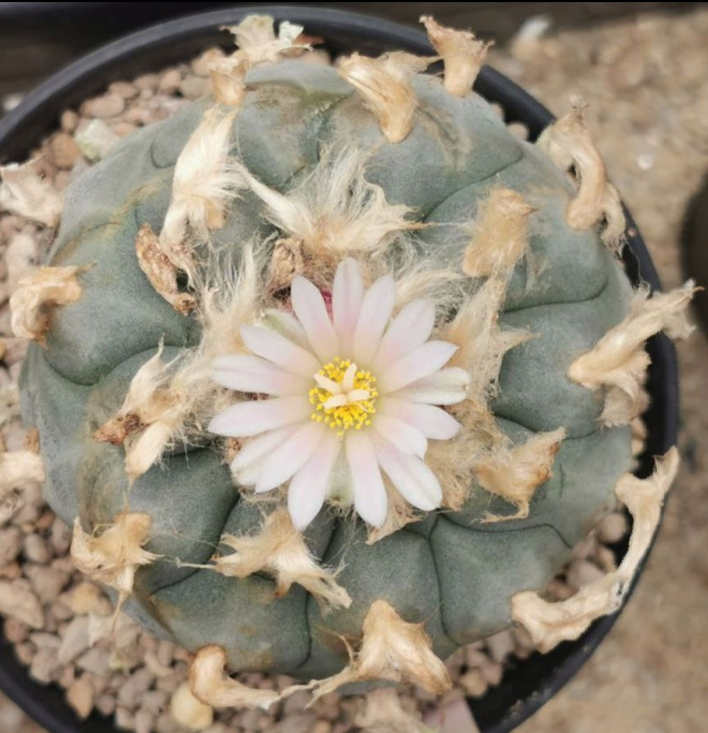 Lophophora williamsii var. Cardona x30 Fresh Seeds