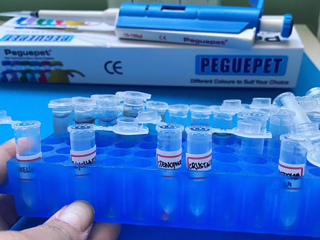 Zooplâncton Marinho