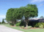 Genesis Tree Service Residential Tree Pruning