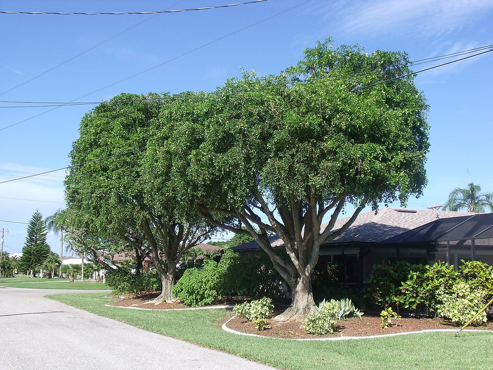 Fort Myers Tree, Genesis Tree Servic