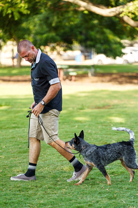 Dog trainer in Austin, TX working with a dog