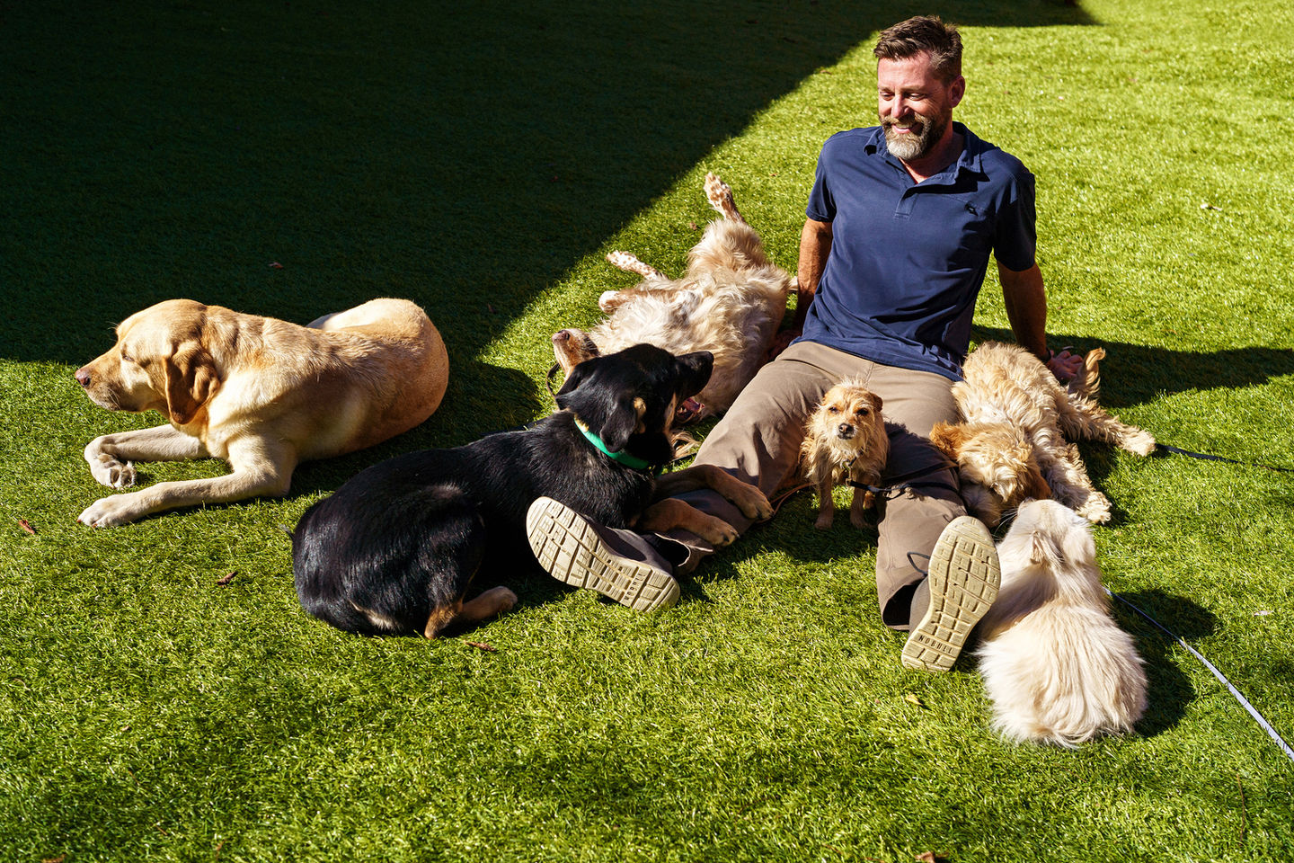 Dog trainer in Austin, TX working with a lot of dogs