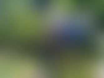 Kids Wildlife Adventure