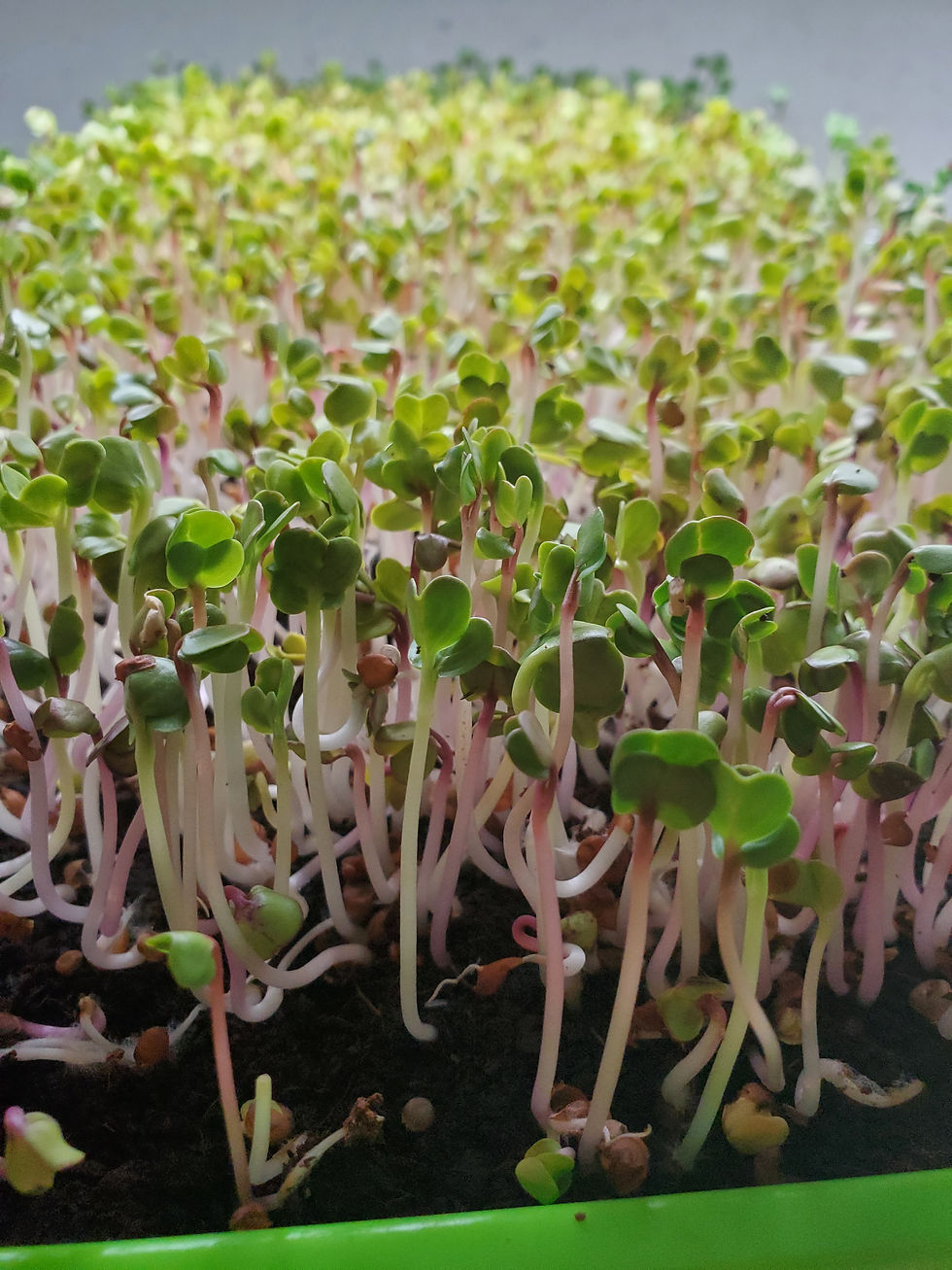 Radish Microgreens