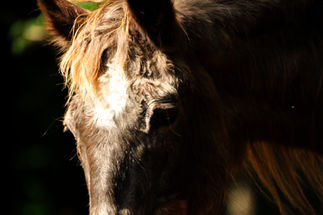 horse cricket niav lorenzo photography charlotte north carolina farm