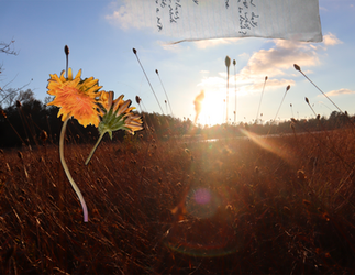 alex j wolfe aint hard to satisfy music ep musician north carolina