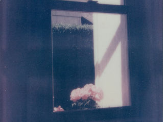 flowers on a windowsill