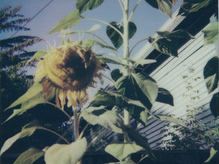 a polaroid of a sunflower