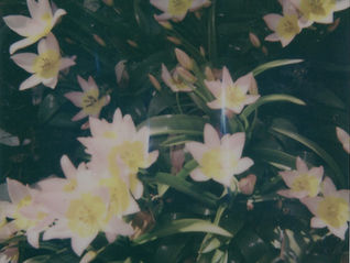 a polaroid of spring flowers