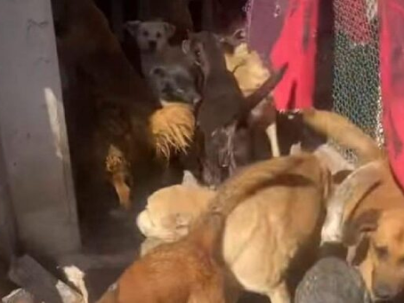 Muere animalista y deja en abandono a más de 200 perros rescatados