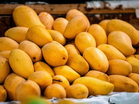 Afecta cambio climático producción del Mango en México