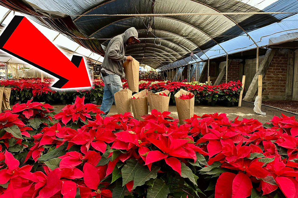 ¿Son o No son venenosas las Nochebuenas? Aquí te lo decimos