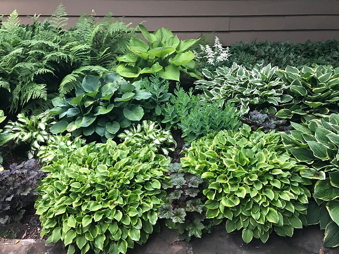 Hosta Garden