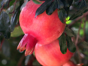 Pick your own Fruit this Sukkot at Gimzo!